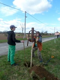 Ostrováci opět sází stromy tentokrát v ulici Slovenská