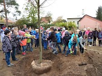 Školní družina Na Ostrově má svůj národní strom