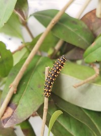 Martináč suraka na naší škole