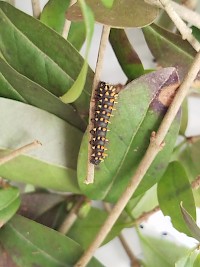 Martináč suraka na naší škole