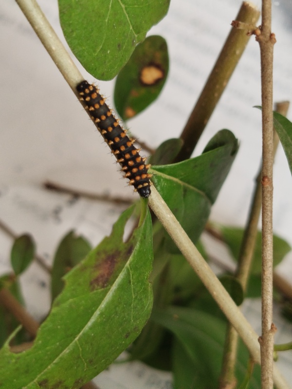 Martináč suraka na naší škole