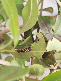 Martináč suraka na naší škole