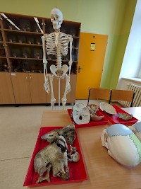 Zkoumáme kosti